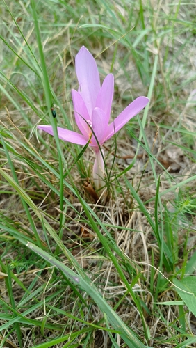Autumn Crocus
