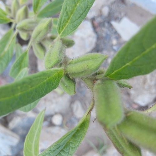 Sesame