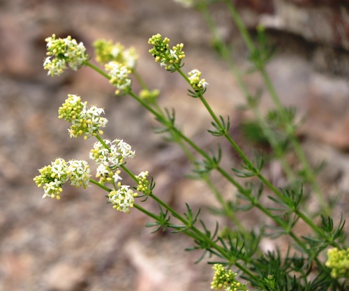 Shiny bedstraw