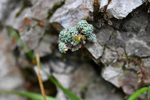 Blue Saxifrage