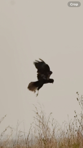 Western Marsh Harrier