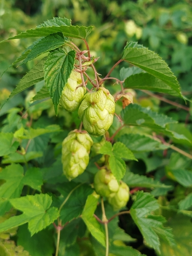 common hops