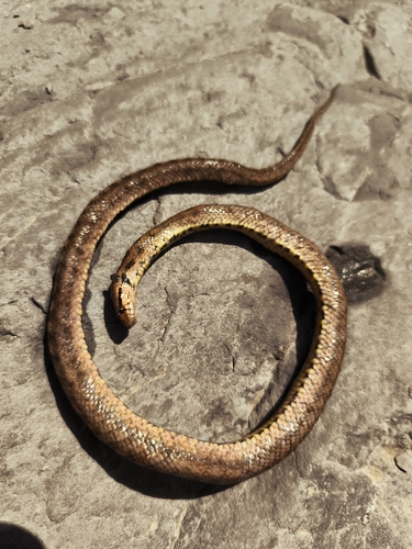 Southern Smooth Snake