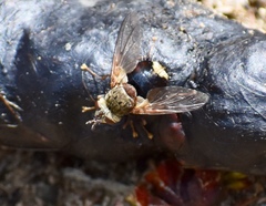 Epalpus