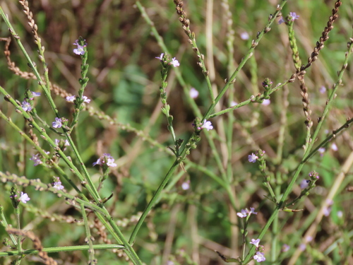 Common vervain