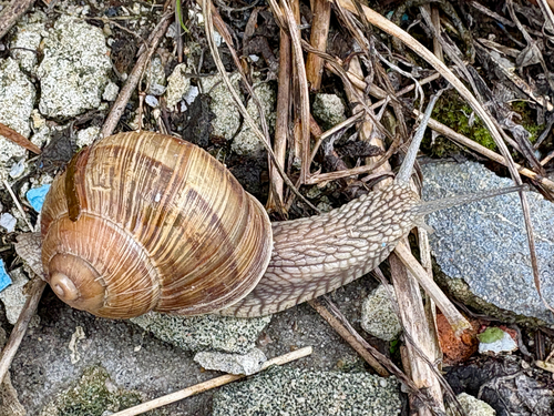 Roman Snail