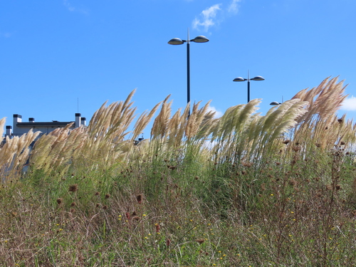 Pampas Grass