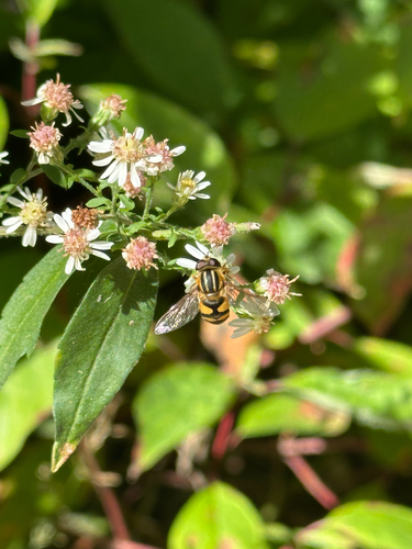 Narrow-headed Marsh Fly