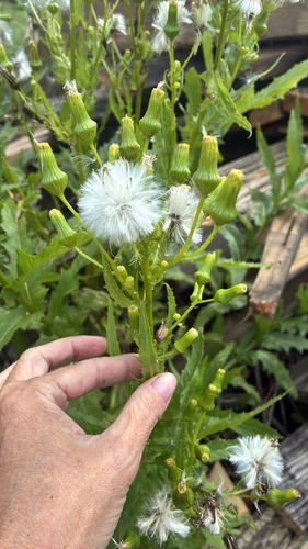 American burnweed