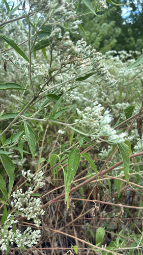 late boneset