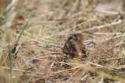 Great Banded Grayling