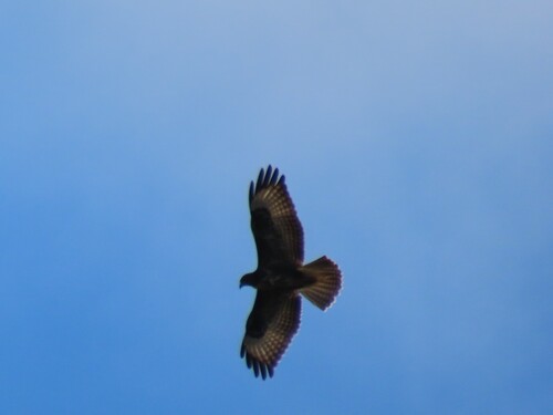 Common Buzzard
