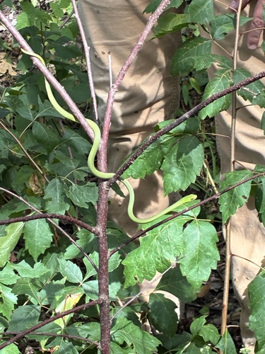 Rough Greensnake