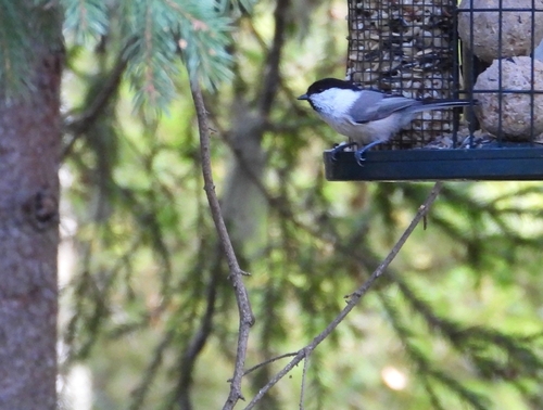 Willow Tit