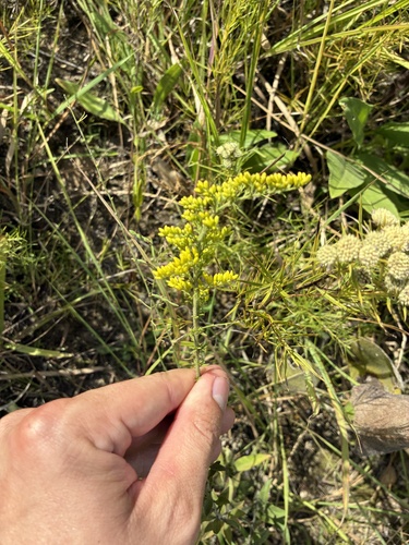 field goldenrod