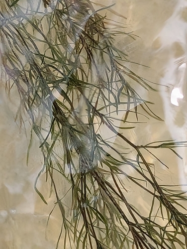 Najas guadalupensis, photograph 4