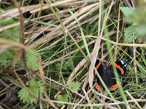 Red Admiral