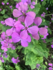Lunaria