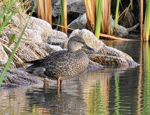 Cinnamon Teal