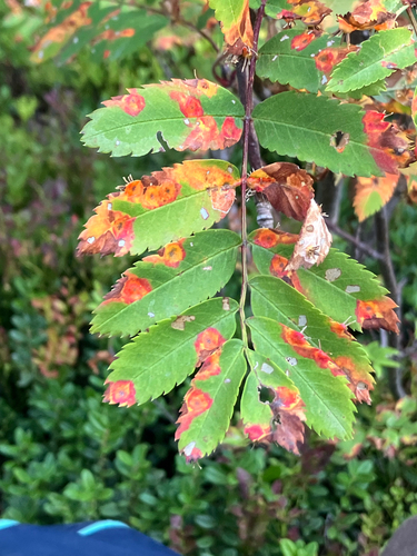 rowan crown