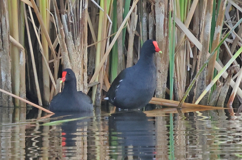 Common Gallinule