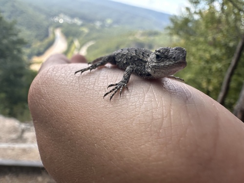 Eastern Fence Lizard