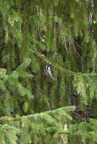 Coal Tit