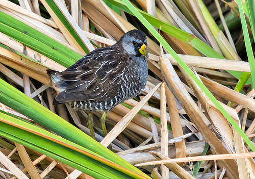 Sora
