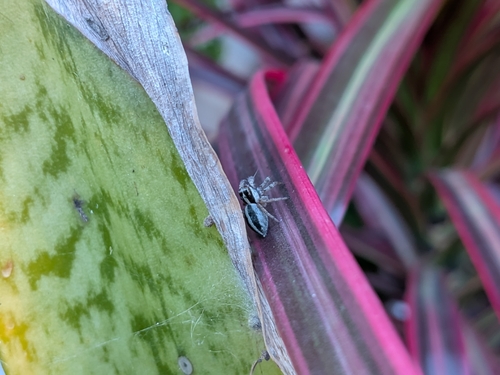 Leptofreya ambigua