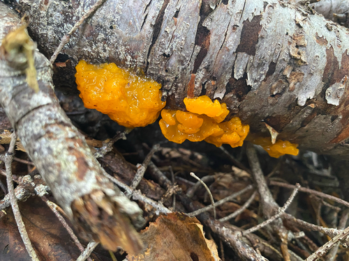 Orange Jelly Spot