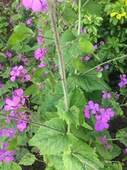 Lunaria
