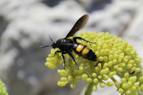 Scolia hirta
