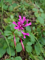 Clarkia concinna concinna