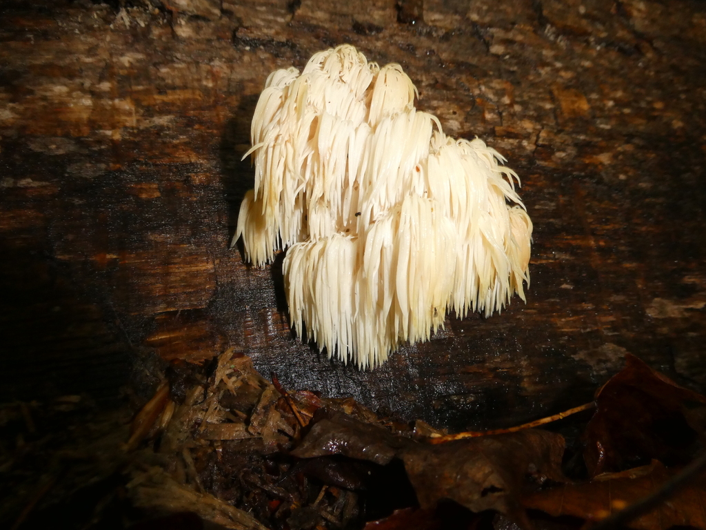 Bear's Head Tooth · September 2026 · photo: Photo: no rights reserved · iNaturalist