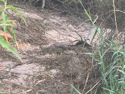 Nile Crocodile