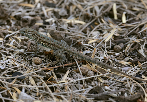 Common Side-blotched Lizard