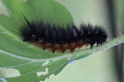 Estigmene albida photo 5