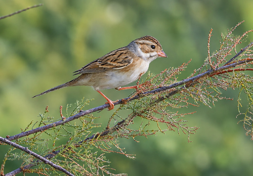 Clay-colored Sparrow