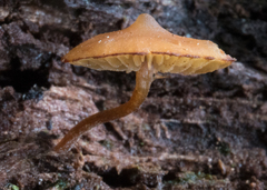Galerina triscopa