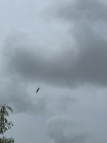Turkey Vulture