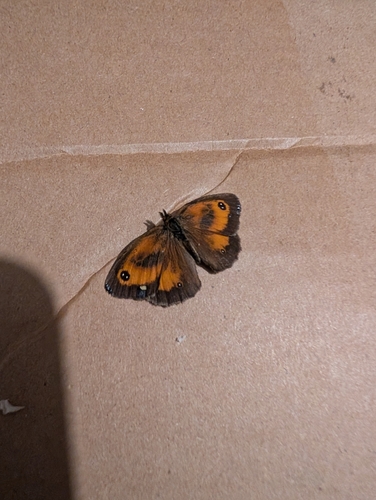 Gatekeeper