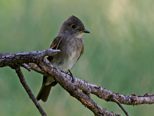 Western Wood-Pewee