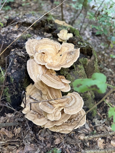 Giant Polypore