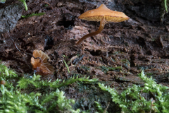 Galerina triscopa