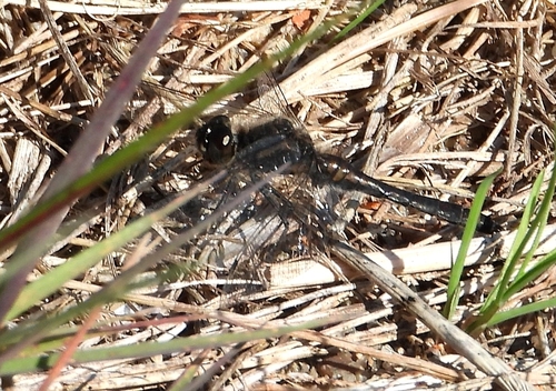 Black Meadowhawk