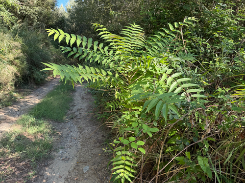 tree-of-heaven