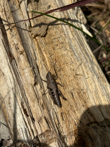 Sprinkled Locust