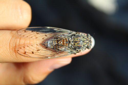 Ash Cicada