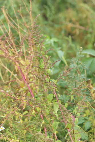 Many-seeded Goosefoot