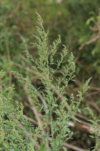 Common Lambsquarters